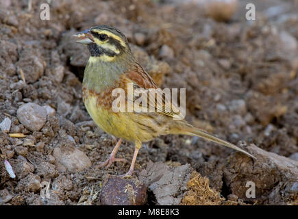 Cirl Bunting, Cirlgors, Emberiza cirlus Banque D'Images