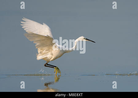 Kleine Zilverreiger ; Aigrette garzette Banque D'Images