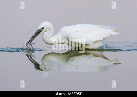 Kleine Zilverreiger ; Aigrette garzette Banque D'Images