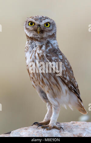 Steenuil zittend op rots ; petit hibou perché sur la roche Banque D'Images