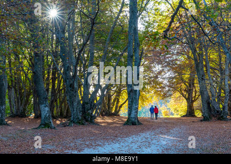 L'automne dans Canfaito bois, San Severino Marche, village du district de Macerata, Marches, Italie Banque D'Images