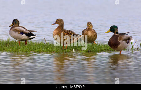 Groepje Eenden Wilde ; Groupe de Canards colverts Banque D'Images