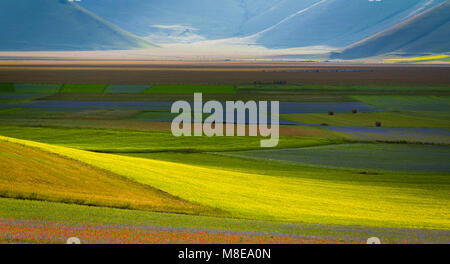 La floraison, en plaine de Castelluccio di Norcia, village du district de Pérouse, Ombrie, Italie Banque D'Images