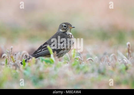 Amerikaanse Waterpieper ; American Buff-bellied Sprague Banque D'Images