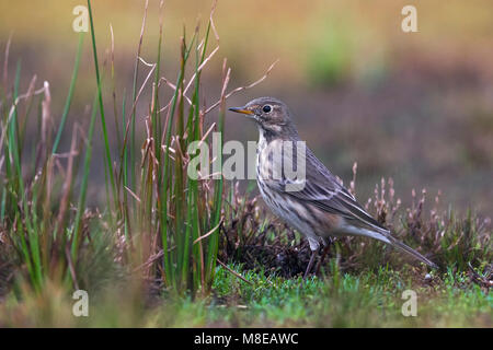 Amerikaanse Waterpieper, American Buff-bellied Sprague Banque D'Images