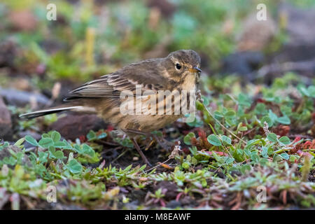 Amerikaanse Waterpieper ; American Buff-bellied Sprague Banque D'Images