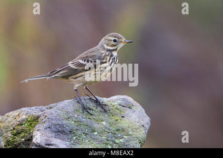 Amerikaanse Waterpieper ; American Buff-bellied Sprague Banque D'Images