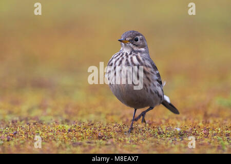 Amerikaanse Waterpieper, American Buff-bellied Sprague Banque D'Images