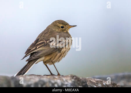 Amerikaanse Waterpieper ; American Buff-bellied Sprague Banque D'Images