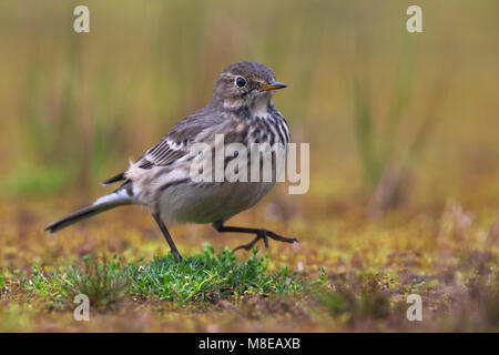 Amerikaanse Waterpieper, American Buff-bellied Sprague Banque D'Images