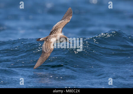 Kaapverdische Pijlstormvogel ; Cap-Vert Shearwater Banque D'Images