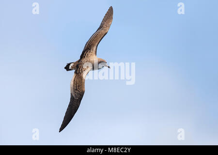 Kaapverdische Pijlstormvogel ; Cap-Vert Shearwater Banque D'Images