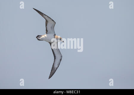 Kaapverdische Pijlstormvogel ; Cap-Vert Shearwater Banque D'Images