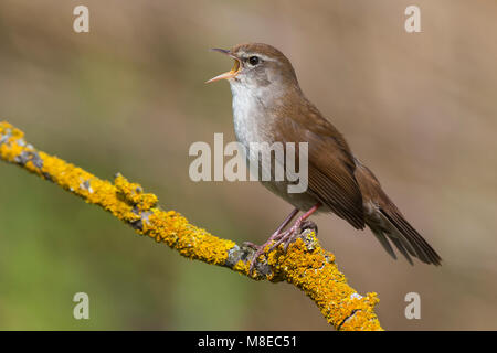 Zanger de Cetti Cetti's Warbler ; Banque D'Images