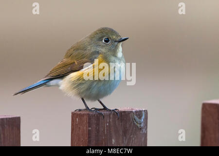 Vrouwtje Blauwstaart ; femelle Bluetail bordée de rouge Banque D'Images