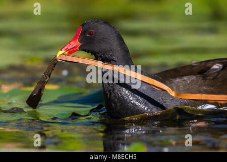 Nestmateriaal Waterhoen rencontré ; la Gallinule poule-d'eau avec nestingmaterial Banque D'Images