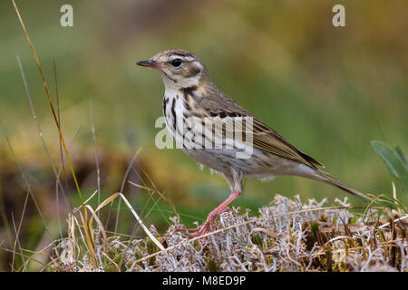 Siberische Boompieper ; Olive-soutenu, pipit Anthus hodgsoni yunnanensis Banque D'Images