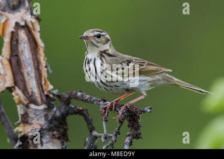 Siberische Boompieper ; Olive-soutenu, pipit Anthus hodgsoni yunnanensis Banque D'Images