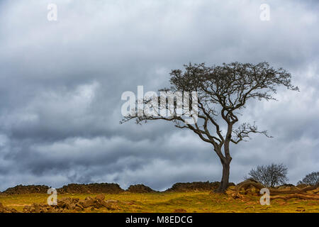 Arbre d'aubépine sur landes avec forte pluie nuages frais généraux Banque D'Images