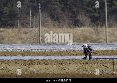 Hamchang, Indonésie, Corée du Sud. 17Th Mar, 2018. 17 mars, 2018-Hamchang Korea-Farmers Sud, plants de pommes de terre et oignon de printemps avec un équipement agricole au terrain dans Hamchang, au sud de Séoul (environ 170km) Indonésie, Corée du sud de la province. Les agriculteurs sont occupés avec leur travail au début du printemps. Credit : Ryu Seung Il/ZUMA/Alamy Fil Live News Banque D'Images