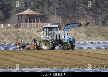 Hamchang, Indonésie, Corée du Sud. 17Th Mar, 2018. 17 mars, 2018-Hamchang Korea-Farmers Sud, plants de pommes de terre et oignon de printemps avec un équipement agricole au terrain dans Hamchang, au sud de Séoul (environ 170km) Indonésie, Corée du sud de la province. Les agriculteurs sont occupés avec leur travail au début du printemps. Credit : Ryu Seung Il/ZUMA/Alamy Fil Live News Banque D'Images