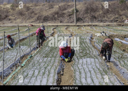 Hamchang, Indonésie, Corée du Sud. 17Th Mar, 2018. 17 mars, 2018-Hamchang Korea-Farmers Sud, plants de pommes de terre et oignon de printemps avec un équipement agricole au terrain dans Hamchang, au sud de Séoul (environ 170km) Indonésie, Corée du sud de la province. Les agriculteurs sont occupés avec leur travail au début du printemps. Credit : Ryu Seung Il/ZUMA/Alamy Fil Live News Banque D'Images