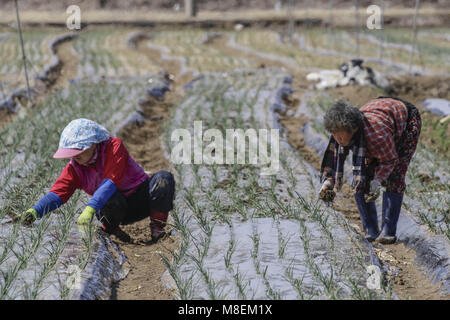 Hamchang, Indonésie, Corée du Sud. 17Th Mar, 2018. 17 mars, 2018-Hamchang Korea-Farmers Sud, plants de pommes de terre et oignon de printemps avec un équipement agricole au terrain dans Hamchang, au sud de Séoul (environ 170km) Indonésie, Corée du sud de la province. Les agriculteurs sont occupés avec leur travail au début du printemps. Credit : Ryu Seung Il/ZUMA/Alamy Fil Live News Banque D'Images