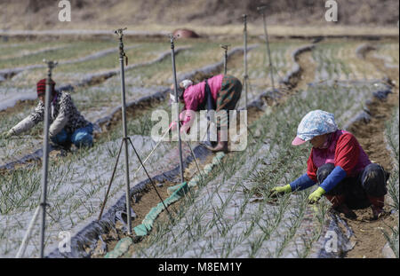 Hamchang, Indonésie, Corée du Sud. 17Th Mar, 2018. 17 mars, 2018-Hamchang Korea-Farmers Sud, plants de pommes de terre et oignon de printemps avec un équipement agricole au terrain dans Hamchang, au sud de Séoul (environ 170km) Indonésie, Corée du sud de la province. Les agriculteurs sont occupés avec leur travail au début du printemps. Credit : Ryu Seung Il/ZUMA/Alamy Fil Live News Banque D'Images