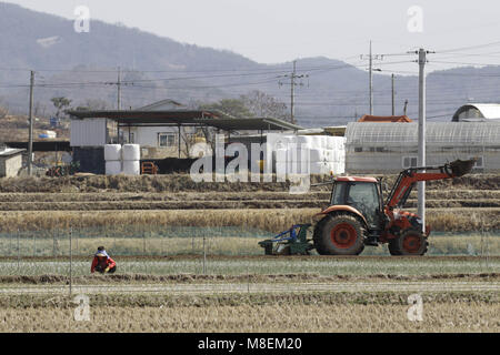 Hamchang, Indonésie, Corée du Sud. 17Th Mar, 2018. 17 mars, 2018-Hamchang Korea-Farmers Sud, plants de pommes de terre et oignon de printemps avec un équipement agricole au terrain dans Hamchang, au sud de Séoul (environ 170km) Indonésie, Corée du sud de la province. Les agriculteurs sont occupés avec leur travail au début du printemps. Credit : Ryu Seung Il/ZUMA/Alamy Fil Live News Banque D'Images