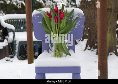 Attente de printemps. Les tulipes dans la neige. Arrière-plan, la texture. Banque D'Images