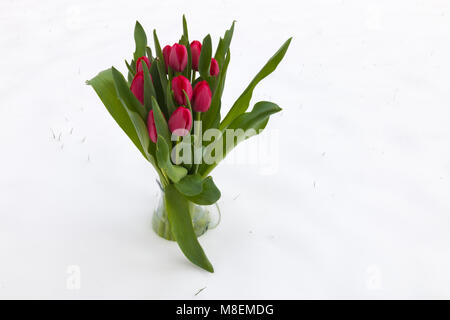 Attente de printemps. Les tulipes dans la neige. Arrière-plan, la texture. Banque D'Images