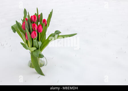 Attente de printemps. Les tulipes dans la neige. Arrière-plan, la texture. Banque D'Images