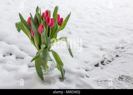 Attente de printemps. Les tulipes dans la neige. Arrière-plan, la texture. Banque D'Images