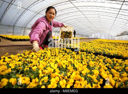 Shijiazhuang, Province de Hebei en Chine. Mar 16, 2018. Un agriculteur dispose les semis de fleurs en serre à Xiangshitun Village de Linyi, Chine du nord, dans la province du Hebei, le 16 mars 2018. Credit : Wang Xiao/Xinhua/Alamy Live News Banque D'Images