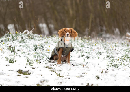 Gravesend, Royaume-Uni. 17 mars , 2018. 11 mois Pip cockapoo joue dans la neige à Cobham Woods. La neige est tombée à Cobham woods juste à l'extérieur de Gravesend dans le Kent comme la Mini bête de l'Est apporte le gel des conditions météorologiques. Rob Powell/Alamy Live News Banque D'Images