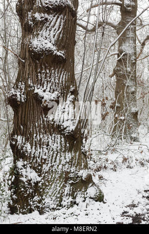 Gravesend, Royaume-Uni. 17 mars , 2018. La neige est tombée à Cobham woods juste à l'extérieur de Gravesend dans le Kent comme la Mini bête de l'Est apporte le gel des conditions météorologiques. Rob Powell/Alamy Live News Banque D'Images