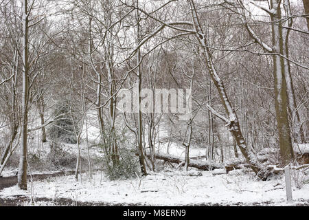 Gravesend, Royaume-Uni. 17 mars , 2018. La neige est tombée à Cobham woods juste à l'extérieur de Gravesend dans le Kent comme la Mini bête de l'Est apporte le gel des conditions météorologiques. Rob Powell/Alamy Live News Banque D'Images