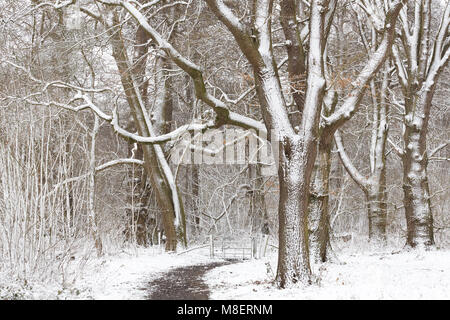 Gravesend, Royaume-Uni. 17 mars , 2018. La neige est tombée à Cobham woods juste à l'extérieur de Gravesend dans le Kent comme la Mini bête de l'Est apporte le gel des conditions météorologiques. Rob Powell/Alamy Live News Banque D'Images