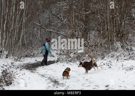 Gravesend, Royaume-Uni. 17 mars , 2018. La neige est tombée à Cobham woods juste à l'extérieur de Gravesend dans le Kent comme la Mini bête de l'Est apporte le gel des conditions météorologiques. Rob Powell/Alamy Live News Banque D'Images