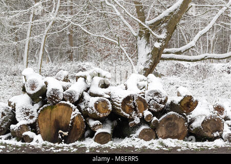 Gravesend, Royaume-Uni. 17 mars , 2018. La neige est tombée à Cobham woods juste à l'extérieur de Gravesend dans le Kent comme la Mini bête de l'Est apporte le gel des conditions météorologiques. Rob Powell/Alamy Live News Banque D'Images