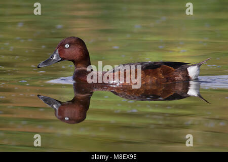 Witoogeend, le fuligule nyroca (Aythya nyroca) ; Banque D'Images