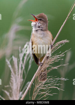 Karekiet zingend in het Grote riet ; grand chant Rousserolle à reed Banque D'Images