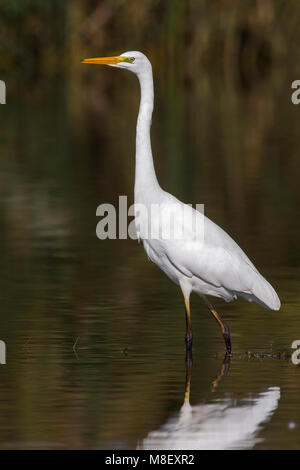 Grote Zilverreiger, Grande Aigrette Egretta alba Banque D'Images