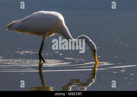 Grote Zilverreiger, Grande Aigrette Egretta alba Banque D'Images