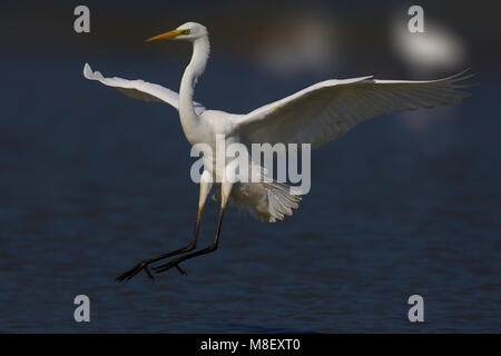 Grote Zilverreiger opvliegend , Grande Aigrette de partir Banque D'Images