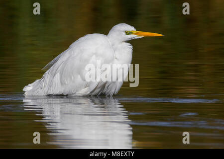 Grote Zilverreiger, Grande Aigrette Egretta alba Banque D'Images