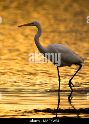 Grote Zilverreiger dans zonsondergang, Grande Aigrette au coucher du soleil Banque D'Images