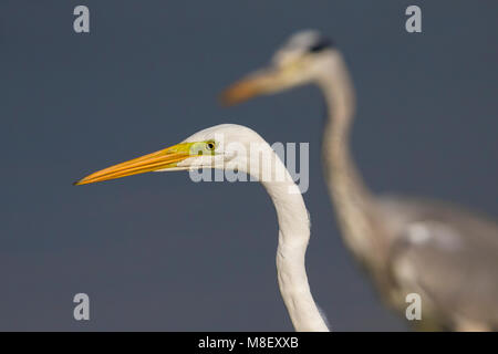 Grote Zilverreiger ; Grande Aigrette Banque D'Images