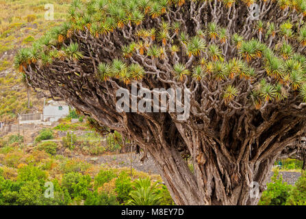 Arbre Dragon, Icod de los Vinos, l'île de Tenerife, Canaries, Espagne Banque D'Images