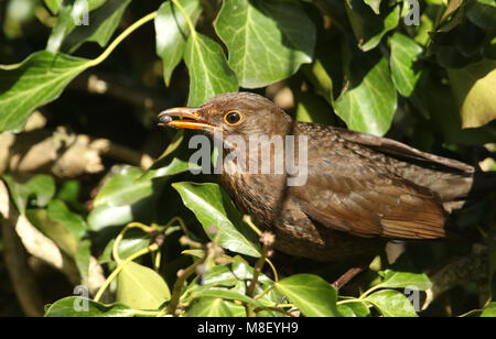 Une superbe femme Blackbird (Turdus merula) perché sur la puce et de manger l'un des petits fruits qu'il a dans son bec. Banque D'Images